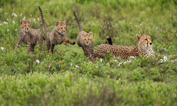 A mother cheetah rests in tall grass while her playful cubs frolic and explore nearby, surrounded by greenery and wildflowers.