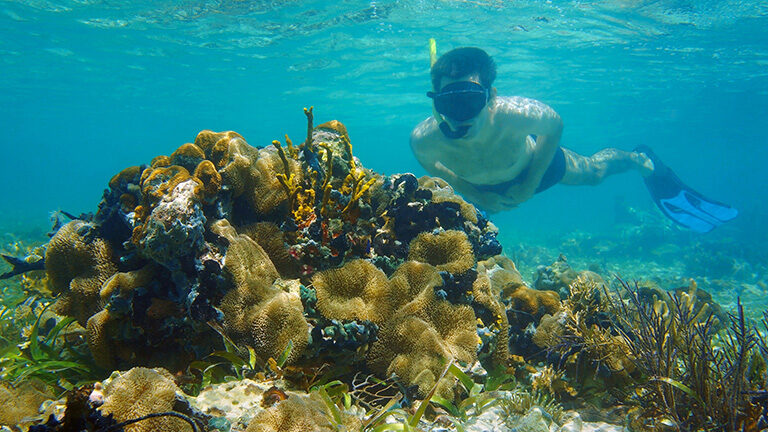 860980654 anemone, holidays, life, male, marine, marine life, ocean, seabed, snorkeler, surface, tropical, tropics, under, under sea, under water, wildlife man underwater snorkeling in shallow water and looks tropical sea life Costa Rica 860980654 anemone, holidays, life, male, marine, ocean, seabed, snorkeler, surface, tropical, tropics, under, wildlife, marine life, under sea, under water, Human, Outdoors, Person, Sport, Sports, Water 860980654.anemone, holidays, life, male, marine, marine life, ocean, seabed, snorkeler, surface, tropical, tropics, under, under sea, under water, wildlife.man underwater snorkeling in shallow water and looks tropical sea life.Costa Rica