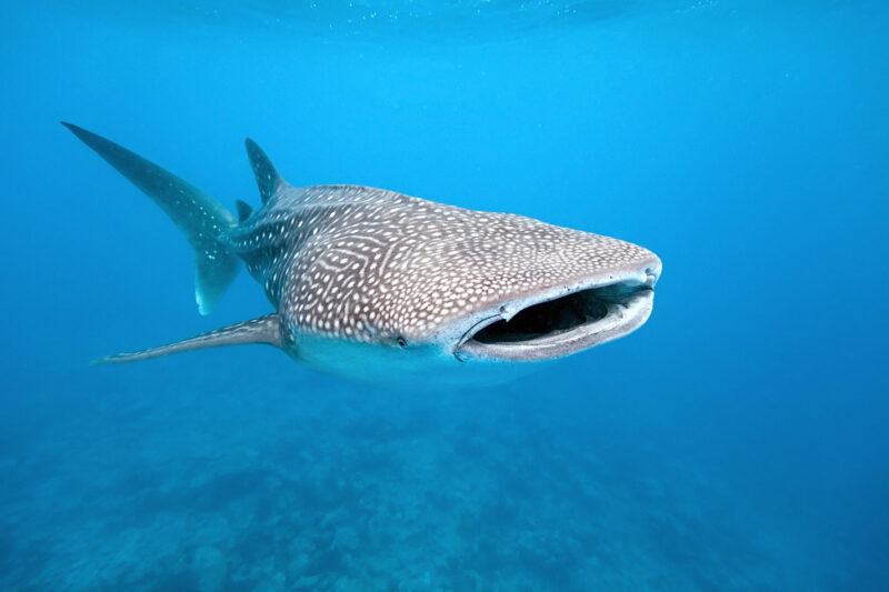 A large, speckled whale shark swims underwater in clear blue water with its mouth open. luxury wildlife and safari trips