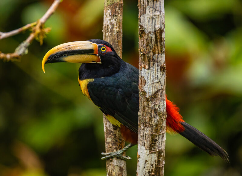 Black and yellow toucan with a huge beak perches on a tree trunk in a tropical forest.