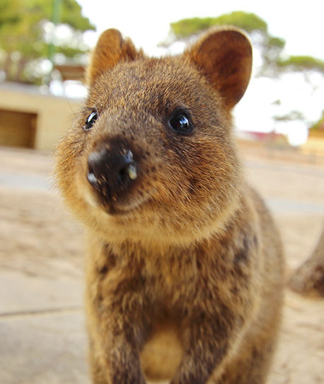 Extreme close-up of a small, brown, furry quokka looking directly at the camera with a slight smile. luxury wildlife and safari vacations