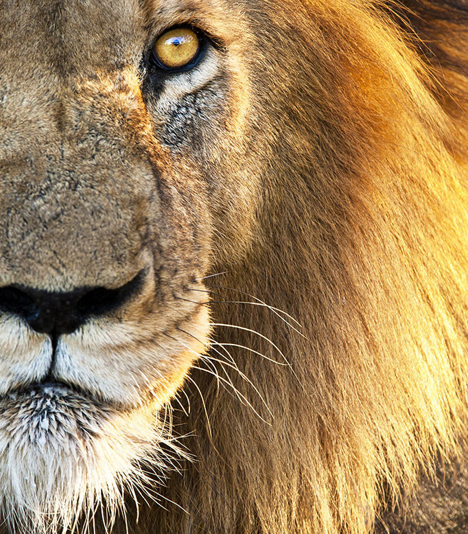 Close up of a male lion face looking down the camera lens