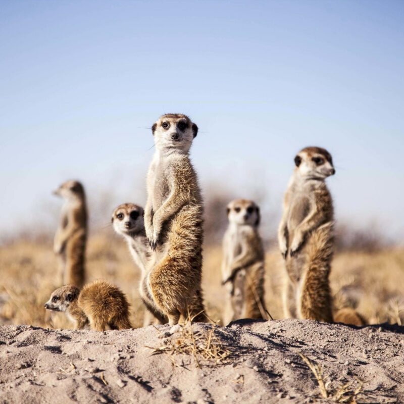 A group of meerkats stands alert on a mound of dirt in a dry, sun-drenched savanna environment. luxury wildlife and safari vacations