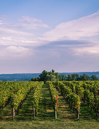 Rows of lush green grapevines in a vineyard under a partially cloudy blue sky. luxury food and wine vacations.