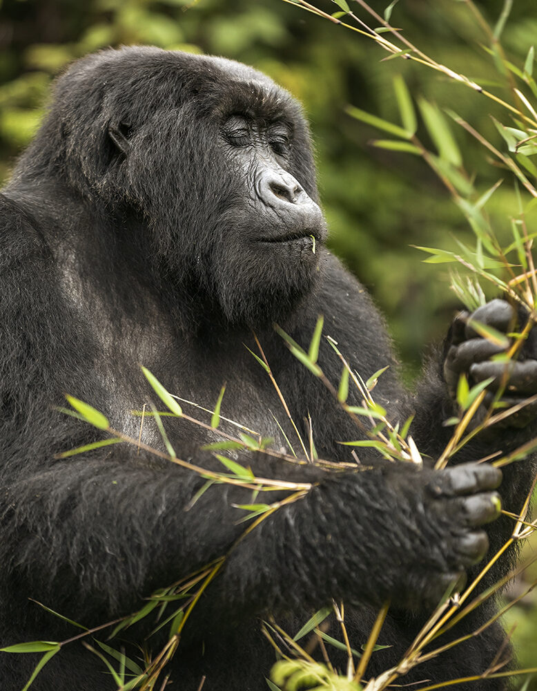 A close-up of a mountain gorilla holding and eating bamboo stalks during a Grand Tours of Africa.