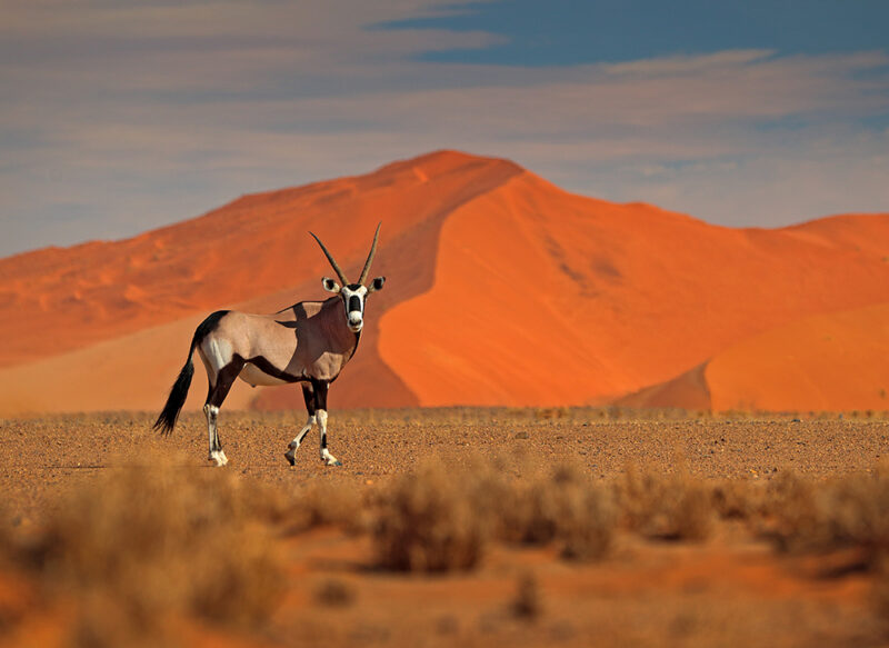 An oryx walks across a desert plain with large orange sand dunes in the background during a Grand Tours of Africa.