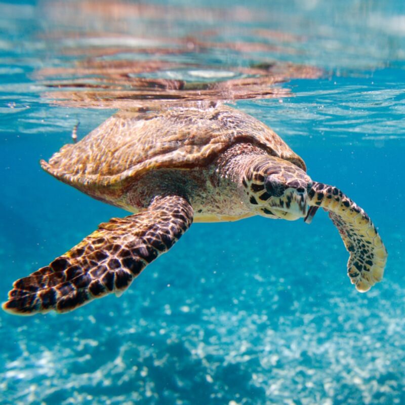 A hawksbill turtle swims through brilliant blue clear waters.