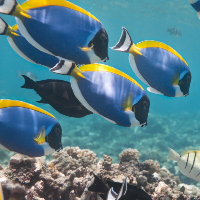 A shoal of powder blue surgeonfish swimming over a coral reef in clear Seychelles waters.