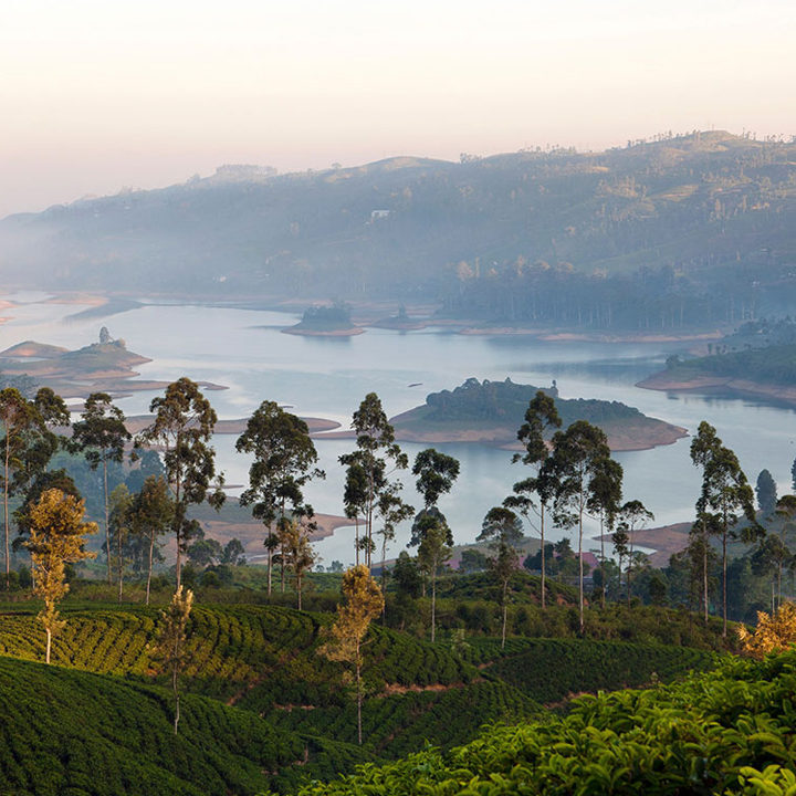 Misty mountain landscape featuring tea plantations and a large lake on luxury Indian Subcontinent trips.