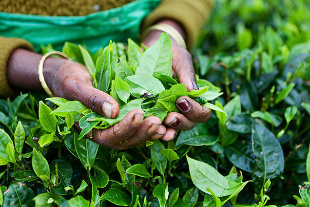 A person’s hands holding vibrant green tea leaves, a highlight of luxury Indian Subcontinent holidays.