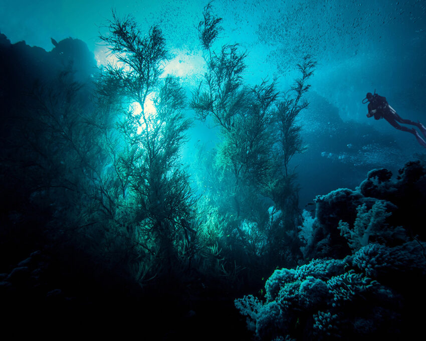 A private snorkelling trip to Menjangan Island