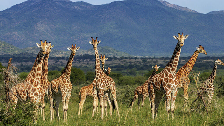 A group of giraffes standing in a green field with large blue mountains behind them on African family safaris.