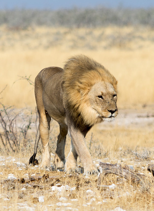 A male lion walking through a dry, grassy field under bright sunlight during luxury African family safari holidays.
