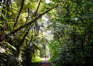 A forest path with tall green trees and ferns on positive impact tours.