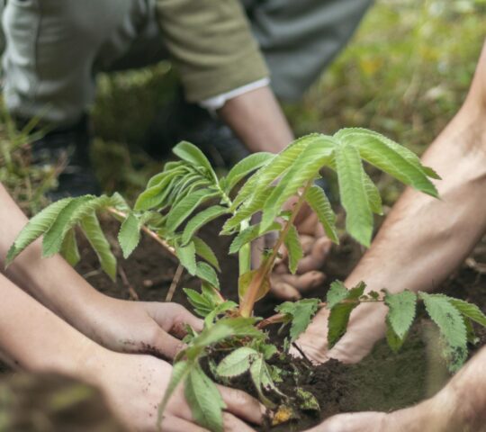 Make some time for tree planting at Wilderness Bisate