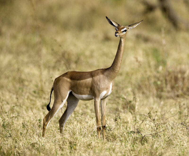 ‘Taken in Samburu National Park, Kenya’ 183888632 ‘Safari Animals, Safari, Gerenuk, African Culture, East, Kenya, Africa, Animals In The Wild, Antelope, Animal, Desert, Samburu National Park, Animals And Pets, Wild Animals, Mammals’ Kenya ‘Taken in Samburu National Park, Kenya’.183888632.’Safari Animals, Safari, Gerenuk, African Culture, East, Kenya, Africa, Animals In The Wild, Antelope, Animal, Desert, Samburu National Park, Animals And Pets, Wild Animals, Mammals’.Kenya 183888632 Safari, Gerenuk, East, Kenya, Africa, ‘Safari Animals, African Culture, Animal, Antelope, Gazelle, Mammal, Wildlife