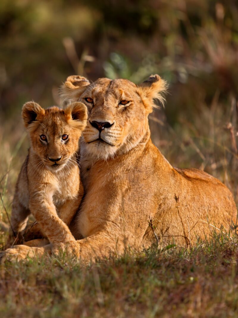 Lion mother of Notches Rongai Pride in Masai Mara, Kenya. 533297303 Five Animals, Beautiful, Pride Of Lions, Safari Animals, Endangered Species, Extreme Terrain, Cub, Young Animal, Female Animal, Animal Themes, Wildlife Reserve, Mane, Serengeti National Park, King – Royal Person, Masai, Majestic, Leadership, Danger, National Landmark, Pair, East, Environment, Wildlife, Nature, Outdoors, Human Face, Family, Kenya, Africa, Animal Head, Animals Hunting, Animals In The Wild, Lion – Feline, Undomesticated Cat, Feline, Mammal, Animal, Savannah, Mara River, Formal Garden, Carnivore Kenya