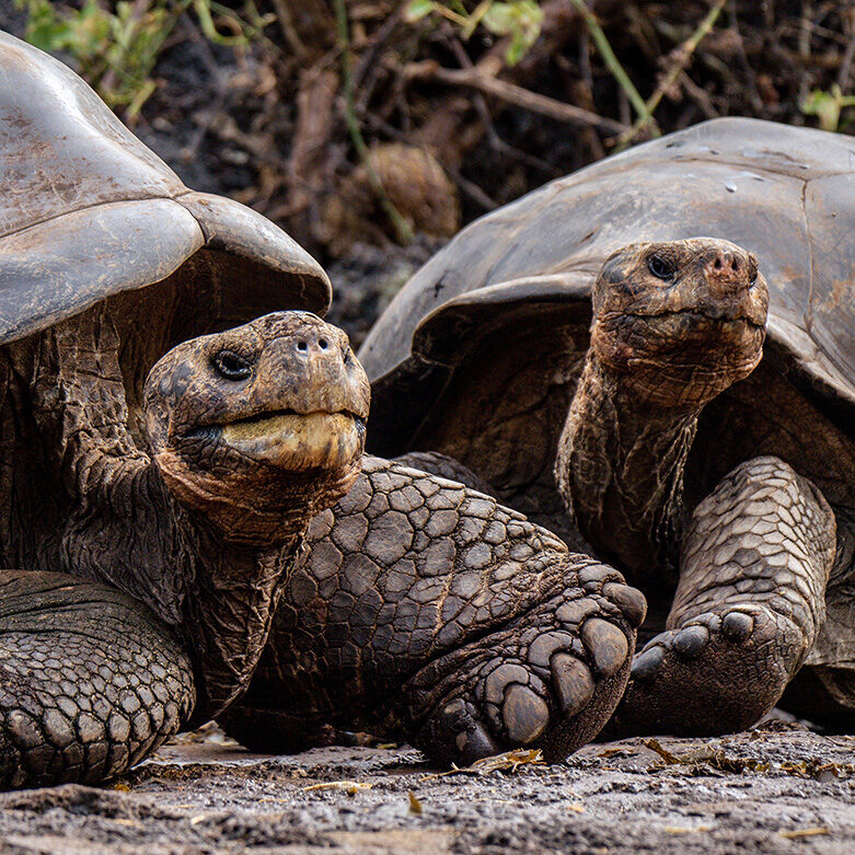 A pair of giant tortoises in the Galapagos, Ecuador taken on a luxury latin America holiday
