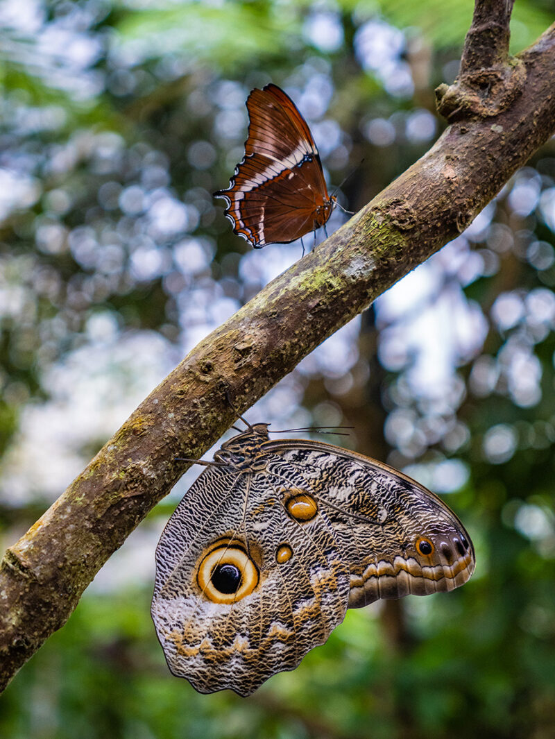Two large brown butterflies on a slanted stick taken on a luxury latin America tour