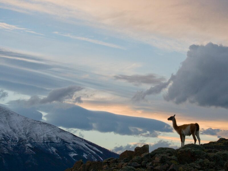 Guanaco stands on the crest of the mountain backdrop of snowy peaks on luxury latin America tour