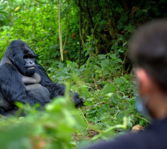 Mountain gorillas in the wild