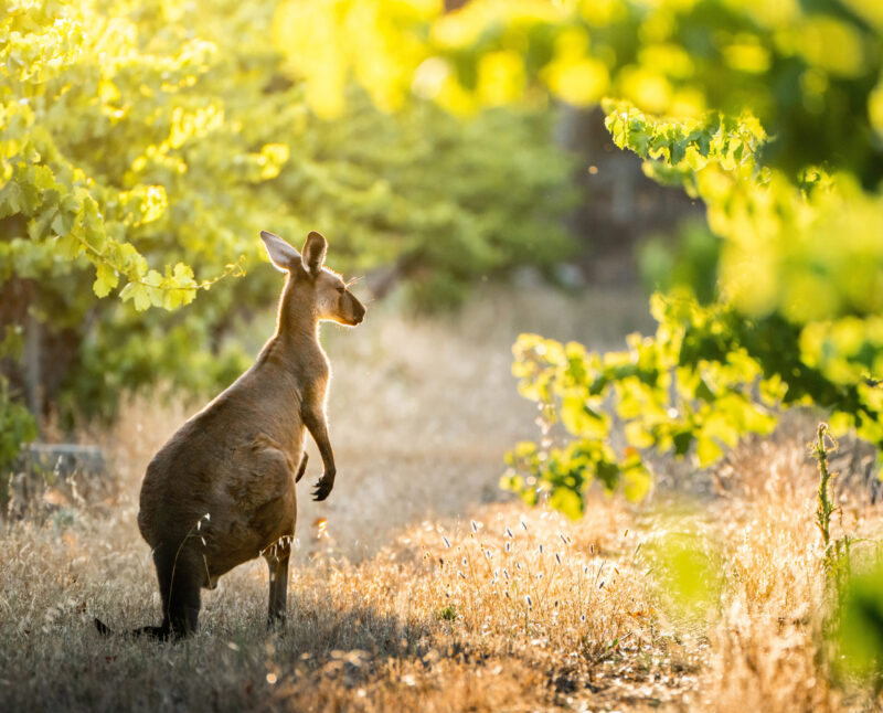 Kangaroo in South Australian vineyard