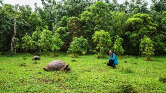 Two giant tortoises graze in a green meadow while a person in a blue jacket watches from a distance.