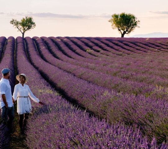 Provence's famous lavender fields