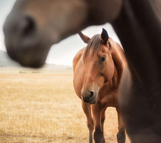 Explore the countryside on horseback