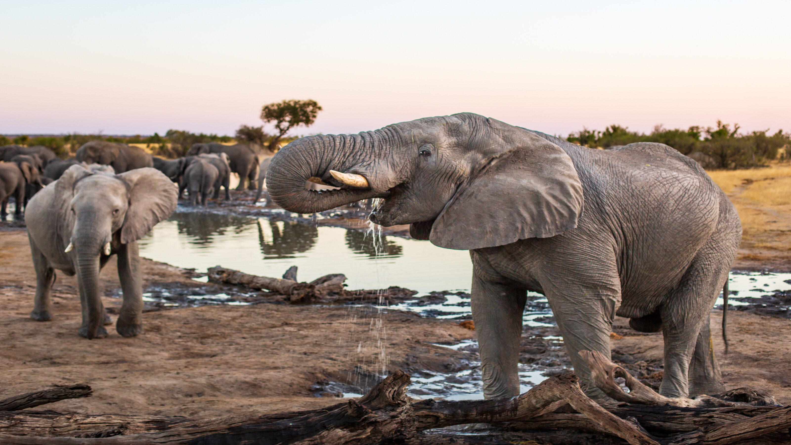 First Time Safari Adventure