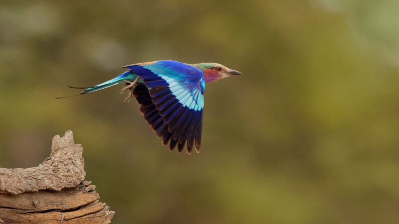 Lilac-breasted Roller – Coracias caudatus – colorful magenta, blue, green bird in Africa, widely distributed in sub-Saharan Africa, vagrant to the Arabian Peninsula, prefers open woodland and savanna. Keywords: africa;african;animal;avian;beak;beautiful;bird;birding;birds;blue;botswana;branch;breasted;caudatus;color;colorful;conservation;coracias;eastern;feathers;flying;forest;kenya;kruger;lilac;lilac-breasted;mana;mozambique;national;natural;nature;park;perched;pink;pools;portrait;purple;river;roller;safari;southern;tanzania;uganda;wild;wilderness;wildlife;zambezi;zambia;zimbabwe