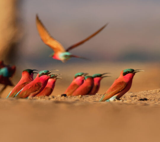 Southern Carmine spotted at Mana Pools