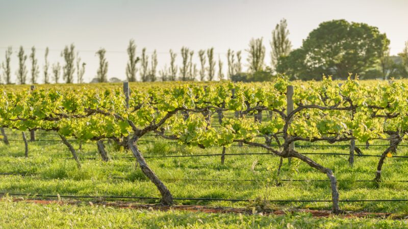 Vineyards at Coonawarra in South Australia in spring evening sunlight.