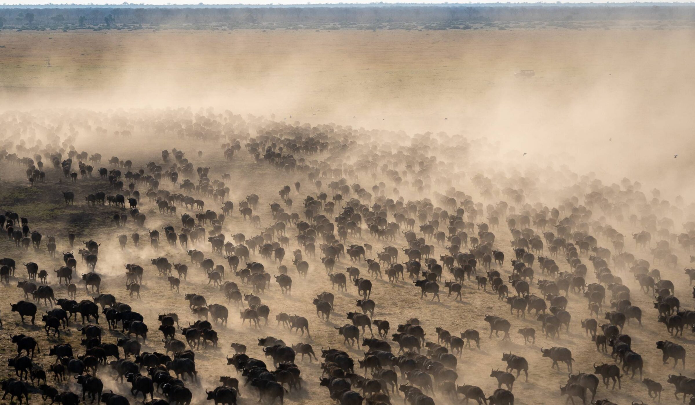 Luxury Botswana Tours - great wildebeest migration
