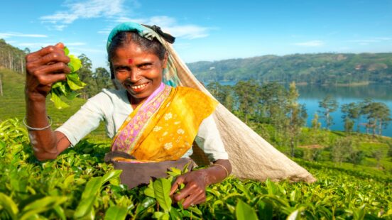 A woman in a yellow sari smiles while harvesting tea leaves in a field by a lake.