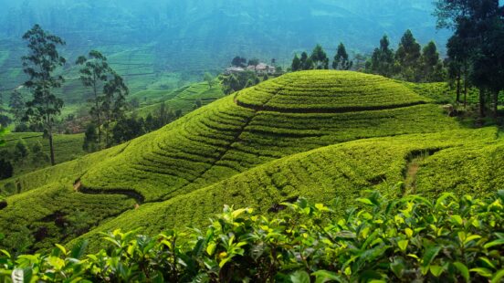 Terraced green tea bushes growing on rolling hills under a clear sky.