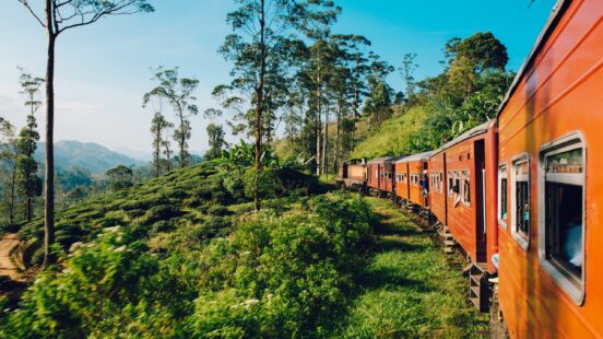 View from the side of a moving orange train as it curves past green tea hills and tall trees.