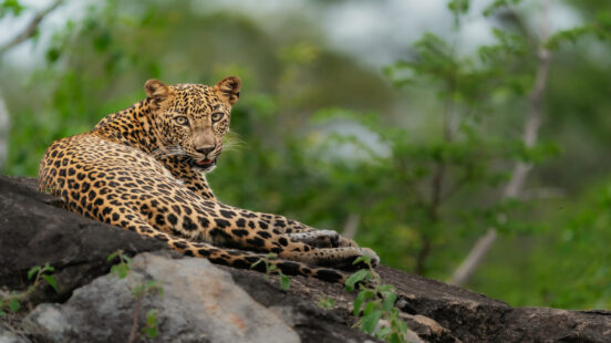 A leopard with a spotted coat rests on a rock and looks over its shoulder.