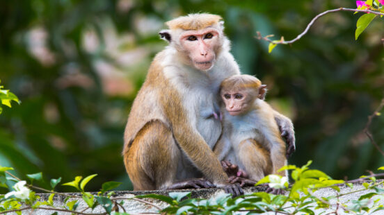 A mother Toque Macaque monkey embracing her baby while sitting on a ledge.