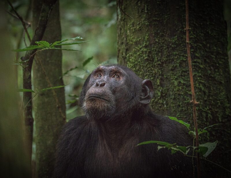 Close-up of a chimpanzee looking up with its hand resting near its face in a dark forest.
