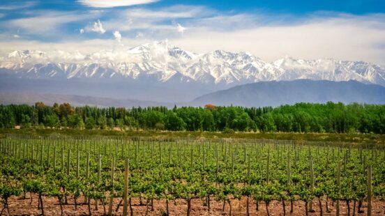 Vineyards in Mendoza with the Andes mountains in the background