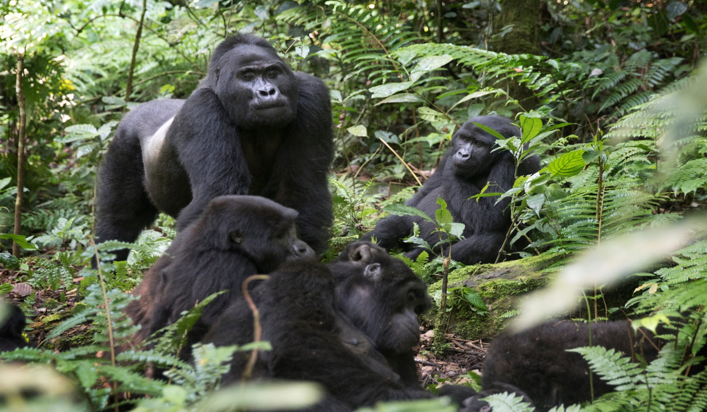 A family of mountain gorillas sitting together among green leaves on luxury Uganda trips.