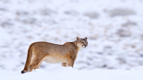 A tan puma stands in a snowy field, looking toward the side with a blurred white background.