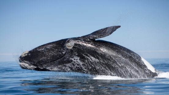 A dark whale leaps out of the blue ocean water, showing its head and back as water sprays around it.