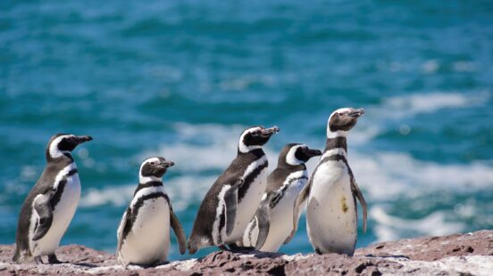Five penguins with black and white markings stand on a rocky shore overlooking the bright blue sea.