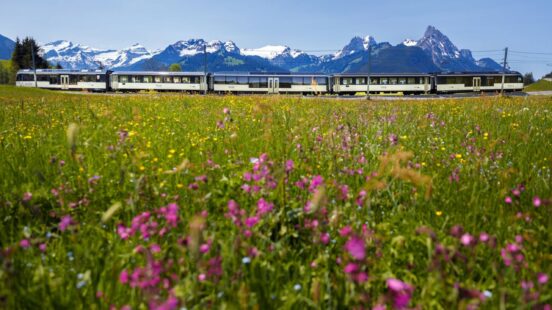 A white and dark blue train crossing a green meadow with pink wildflowers and snowy mountains behind.