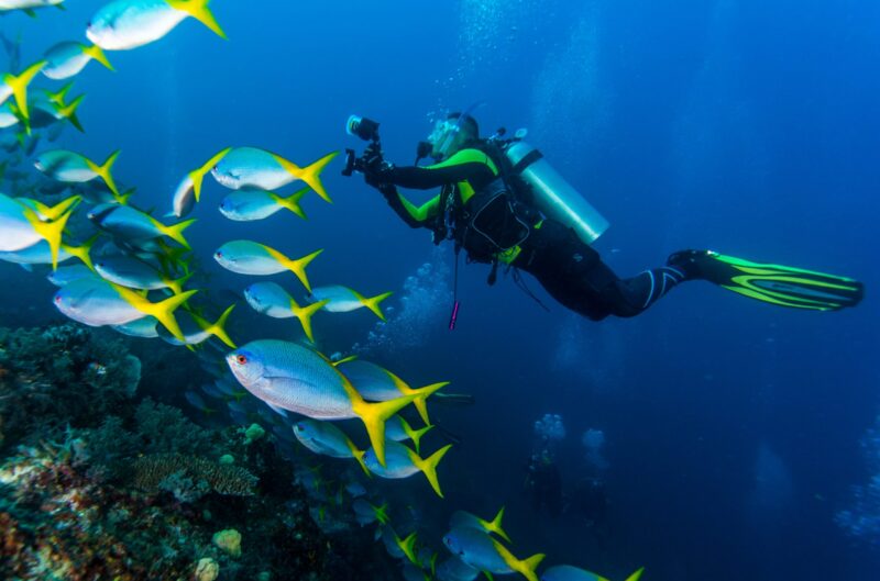 Caesio teres Yellow-tail Fusilier Yellow and Blueback Fusilier