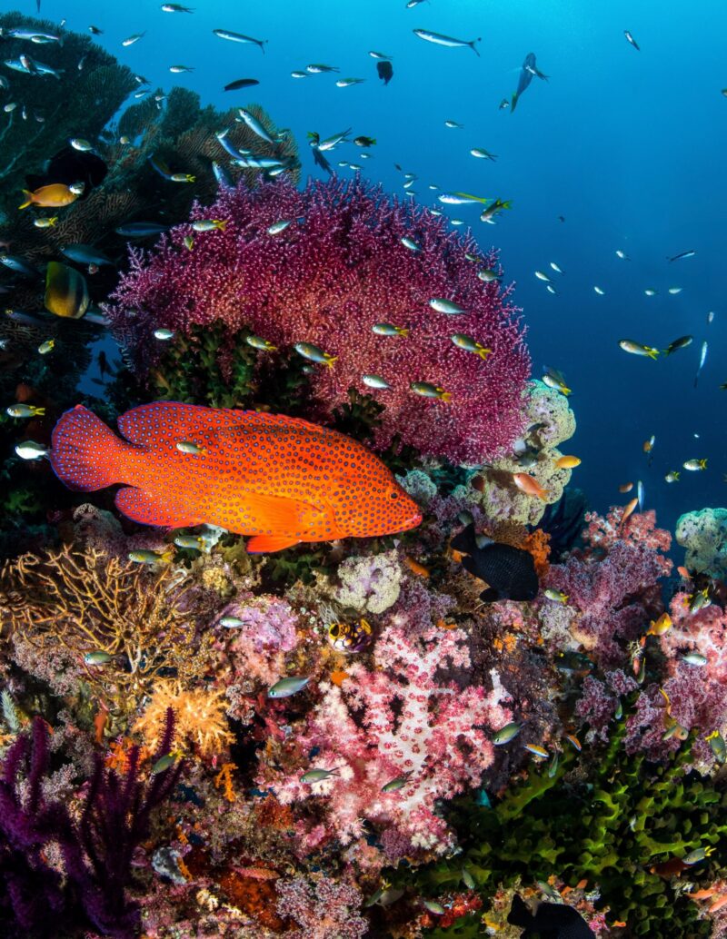 A coral grouper swims among the corals of a reef in Indonesia