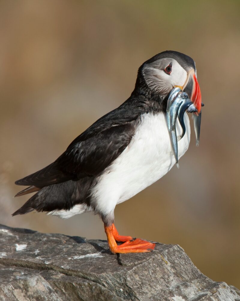 Atlantic Puffin on rock with fish in beak Runde island Norway