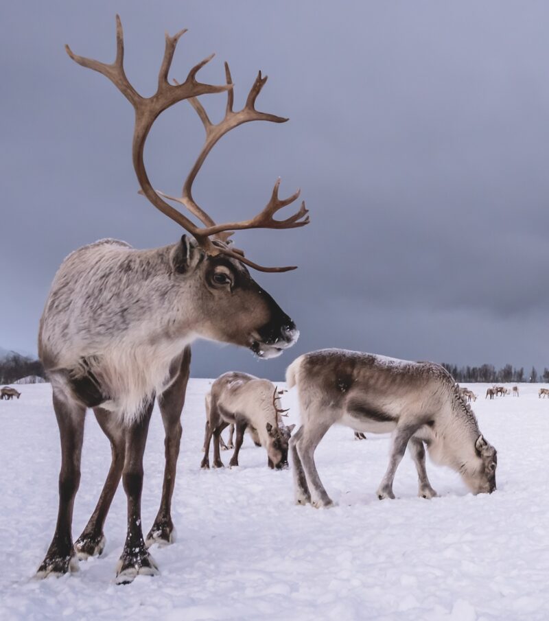 Portrait of a reindeer with massive antlers pulling sleigh in snow, Tromso region, Northern Norway
